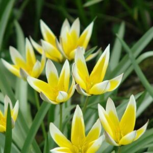 Tulip Tarda Tulipa Miniature Pack x15 Bulbs