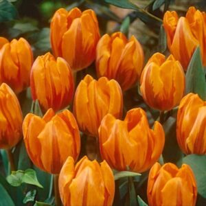 Tulip Bulb Triumph 'Princess Irene' WPC Prins Quality Spring Bulbs Pack 10