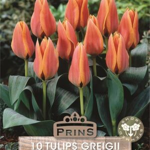 Pack 10 Greigii Dwarf Tulip Bulbs 'Calypso' WPC Prins Garden Bulb