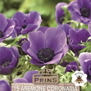 Anemone De Caen Blue 'Mr Fokker' Top Quality WPC Prins Bulbs Pack 15 Bulbs/Corms