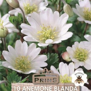 Anemone Bulbs Blanda 'White Splendor' Spring Bulbs Pack 10