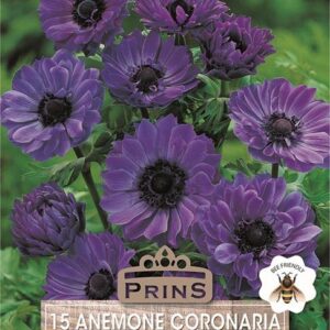 Anemone St. Brigid 'Blue' Lord Lieutenant Bulbs WPC.Prins Pack 15