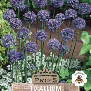 Allium Caeruleum Spring Flowering Bulbs WPC Prins Pack 10