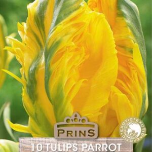 Parrot Tulip  Bulb ‘Eagle Wings’ Pack x10 Spring Bulbs