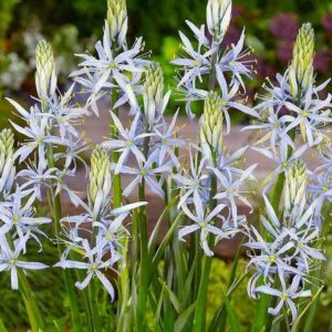 Camassia Cusickii Spring Bulbs Pack x3