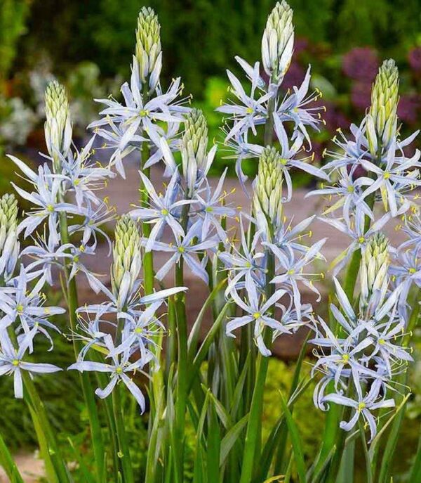 Camassia Cusickii Spring Bulbs Pack x3