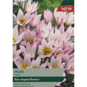 Dwarf Tulip (Cretica) 'Hilde' Pack x7 Spring Bulbs