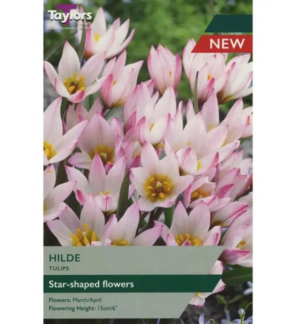 Dwarf Tulip (Cretica) 'Hilde' Pack x7 Spring Bulbs