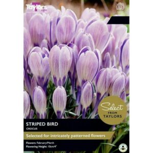 Crocus Special Variety ‘Striped Birds’ Pack x15 Bulbs