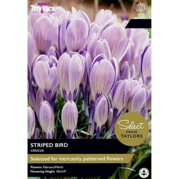 Crocus Special Variety ‘Striped Birds’ Pack x15 Bulbs