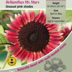 Sunflower 'Ms Mars' Quality Flower Seeds