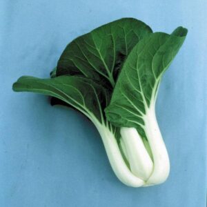 Pak Choi 'Joi Choi F1' Pack King's Oriental Vegetable Seeds