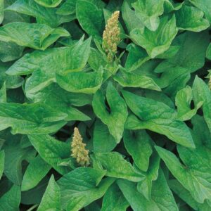 'Good King Henry' Suffolk Herbs Pack Garden Herb Seeds