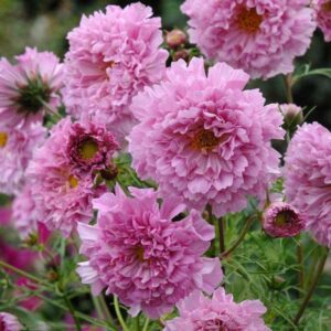 Cosmos Double Click 'Rose Bon Bon' King's Pack Flower Seeds