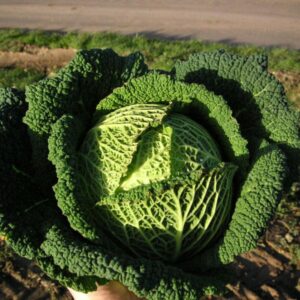 Cabbage Savoy 'Resolution F1' King's Pack Vegetable Seeds