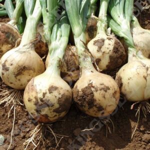 Onion 'Santero F1' Kings Quality Pack Vegetable Seeds
