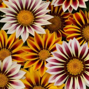 Gazania New Day Tiger Stripes Kings Pack Flower Seeds
