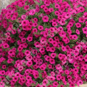 Trailing Petunia Purple Velvet F1 Kings Quality Pack Flower Seeds