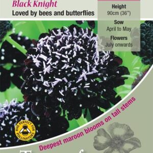 Scabiosa Atropurpurea Black Knight King's Quality Flower Seeds