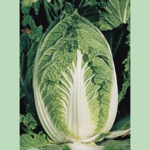 Cabbage Chinese Yuki F1 Pack Kings's Seeds
