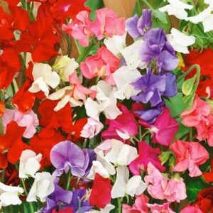 Sweet Pea Kings Special Quality Kings Seeds Flower Pack