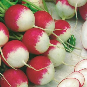 Radish 'Sparkler ' Pack Kings Quality Vegetable Seeds