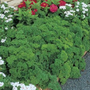 Parsley 'Extra Triple Curled' Pack King's Herb Seeds