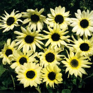 Sunflower 'Vanilla Ice' King's Quality Pack Flower Seeds