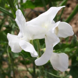 Sweet Pea Seed Spencer 'White Ensign' Kings Seeds