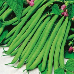 Dwarf French Bean Tendergreen Pack Kings Vegetable Seeds