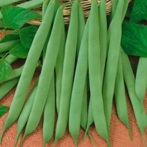 Dwarf French Bean 'The Prince' Pack King's Vegetable Seeds