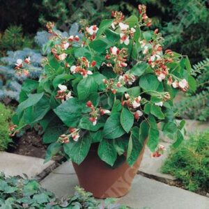 Dwarf Runner Bean 'Hestia' Pack Kings Patio Vegetable Seeds