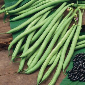 Climbing French Bean 'Cobra' Pack King's Quality Seed's