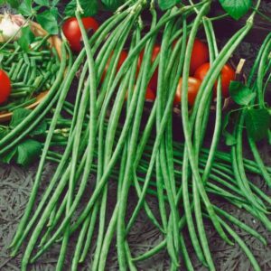 Climbing French Bean 'Yard Long' Pack King's Seeds
