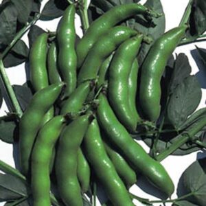 Broad Bean 'the Sutton' (Dwarf) Pack King's Seeds