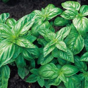 Herb Seed 'Sweet Basil' Kings Garden Herb Seeds