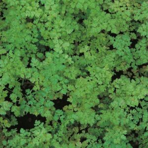 Chervil Curled Perennial Suffolk Herbs Pack Seeds