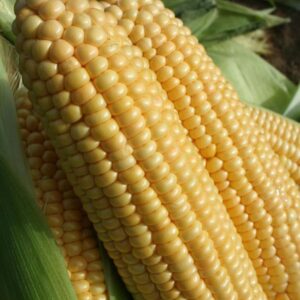 Sweet Corn Goldcrest F1 Pack Kings Quality Seeds
