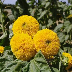 Sunflower 'Teddy Bears' King's Pack Seeds