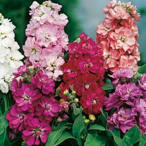 Pack Kings Seed Stock Brompton 'Mixed' Quality Flower Seeds Bi-Annual