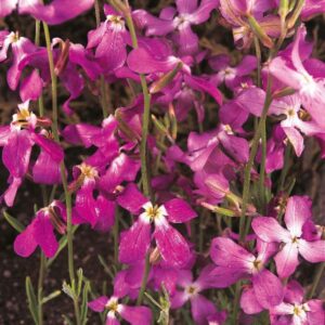 Stock Night Scented (Matthiola Bicornis) Pack Kings Flower Seeds