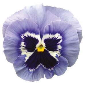 Winter Pansy Carneval® F1 'Marina' Plug Plants Pack x12