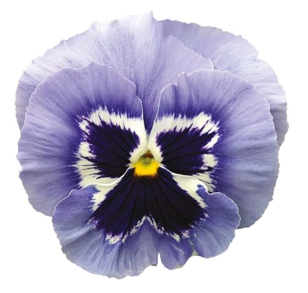 Winter Pansy Carneval® F1 'Marina' Plug Plants Pack x12