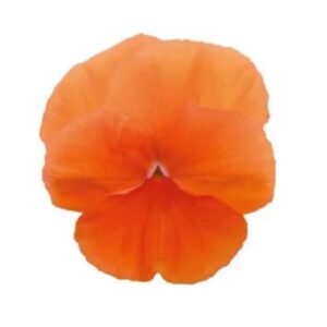 Winter Pansy Carneval® F1 'Orange' Plug Plants Pack x12