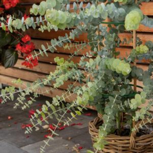 Eucalyptus Pulverulenta Baby Blue Garden Seeds