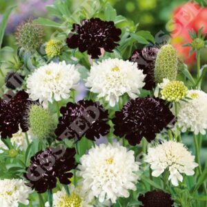 Scabiosa / Scabious Ebony & Ivory Pack Garden Flower Seeds