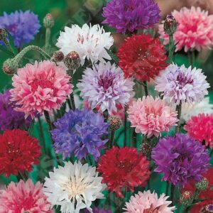 Cornflower 'Double Mixed' Pack Kings Flower Seeds