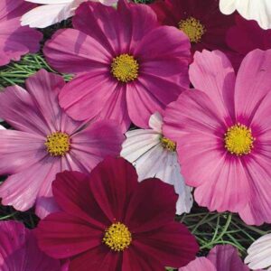 Cosmos Sensation Mixed Pack Kings Flower Seeds
