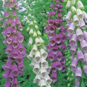 Digitalis Foxglove 'Excelsior' Mixed Pack King's Seeds