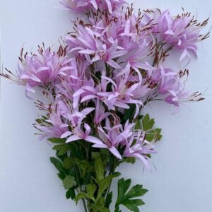 Pack x6 Stems Pink Nerine Spray Artificial Silk Flowers